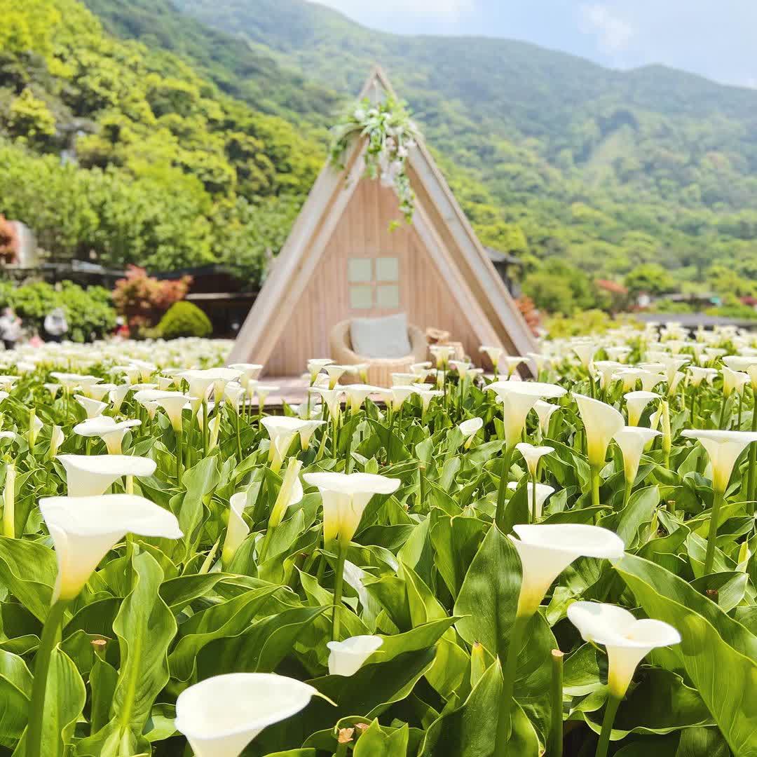 竹子湖 | 去趣 chicTrip