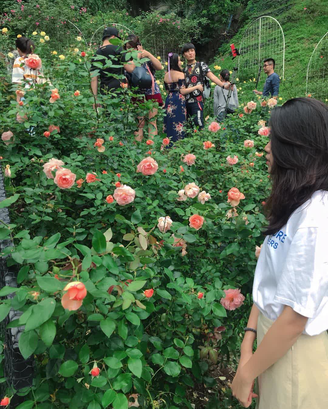 雅聞七里香玫瑰森林 | 去趣 chicTrip