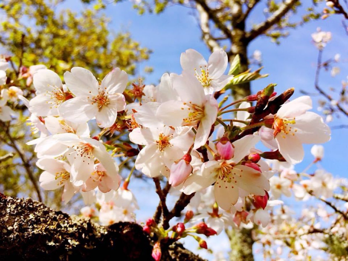 阿里山國家森林遊樂區 | 去趣 chicTrip