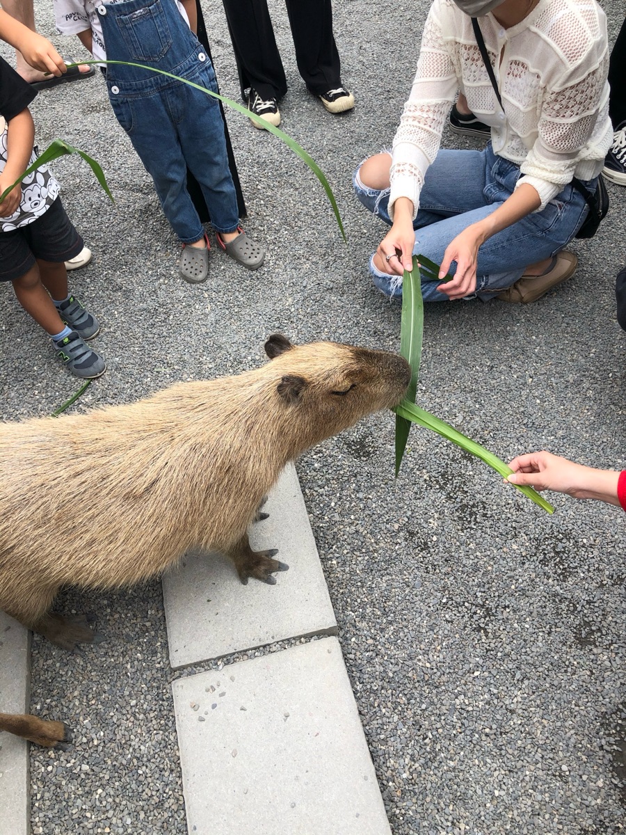 張美阿嬤農場（月森甯手作工坊） | 去趣 chicTrip