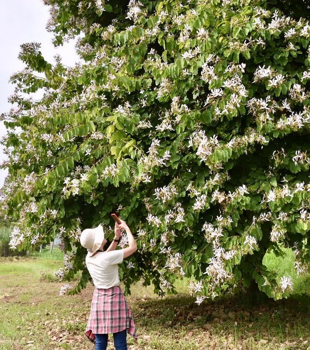 嘉義逐鹿部落藝術村 | 去趣 chicTrip