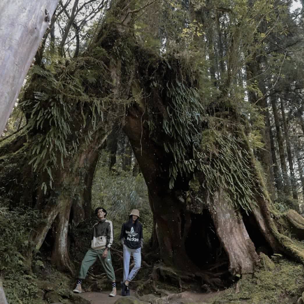 阿里山國家森林遊樂區 | 去趣 chicTrip