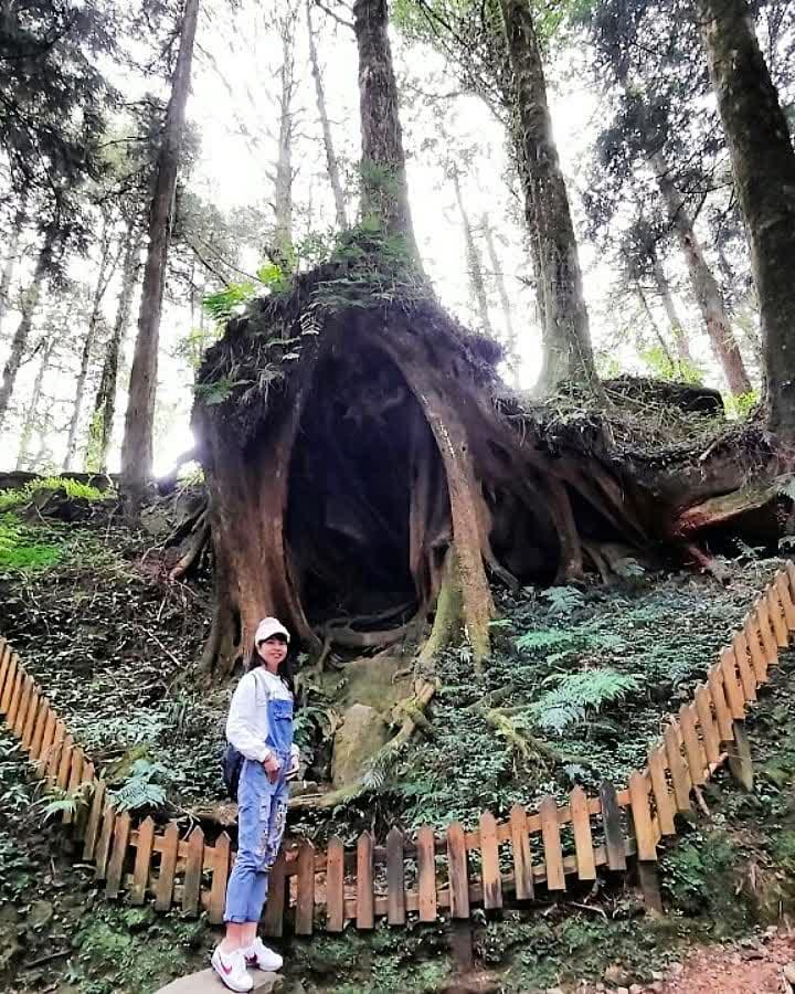 阿里山森林遊樂區