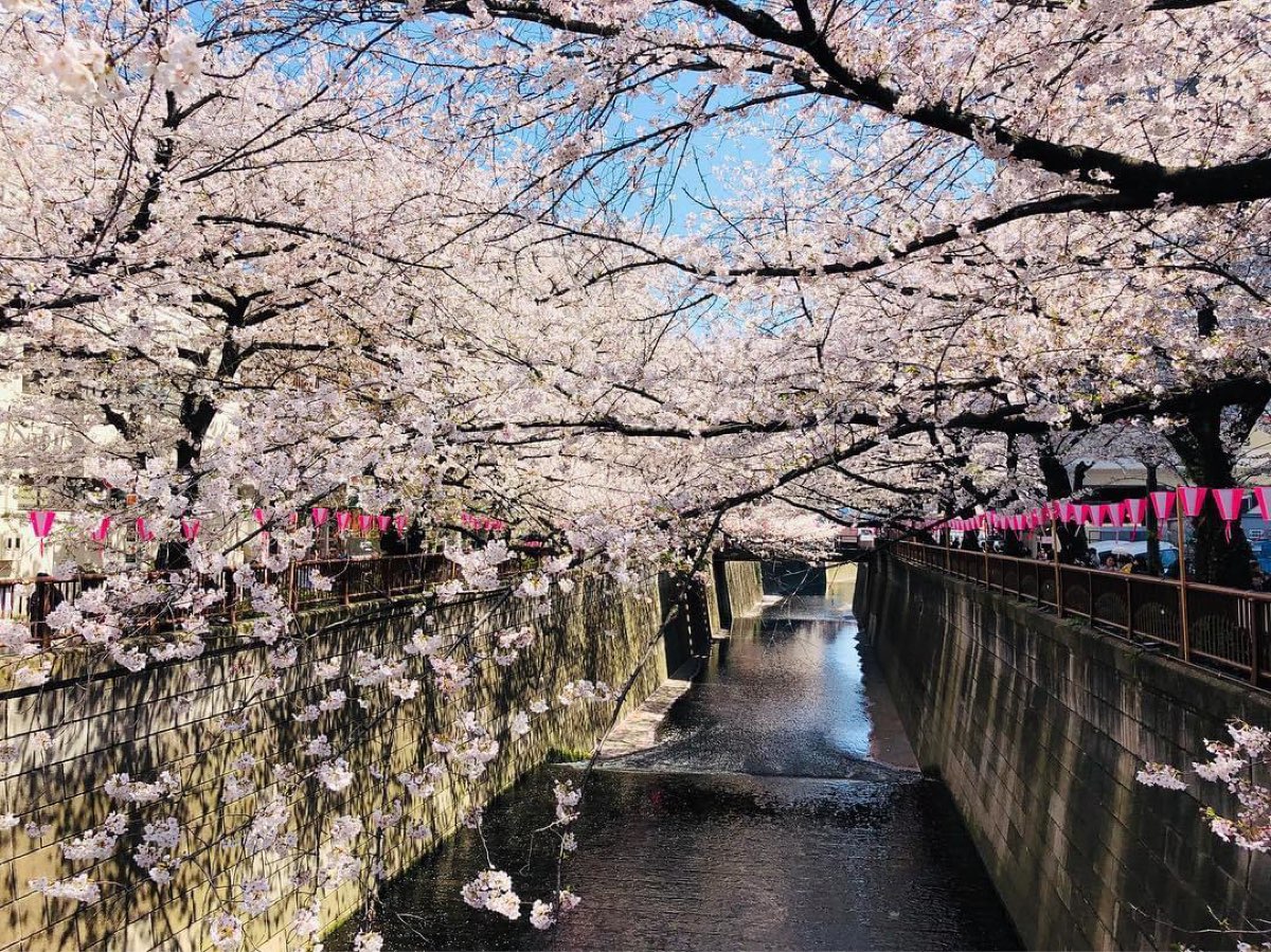 Sakura Bridge | 去趣 chicTrip