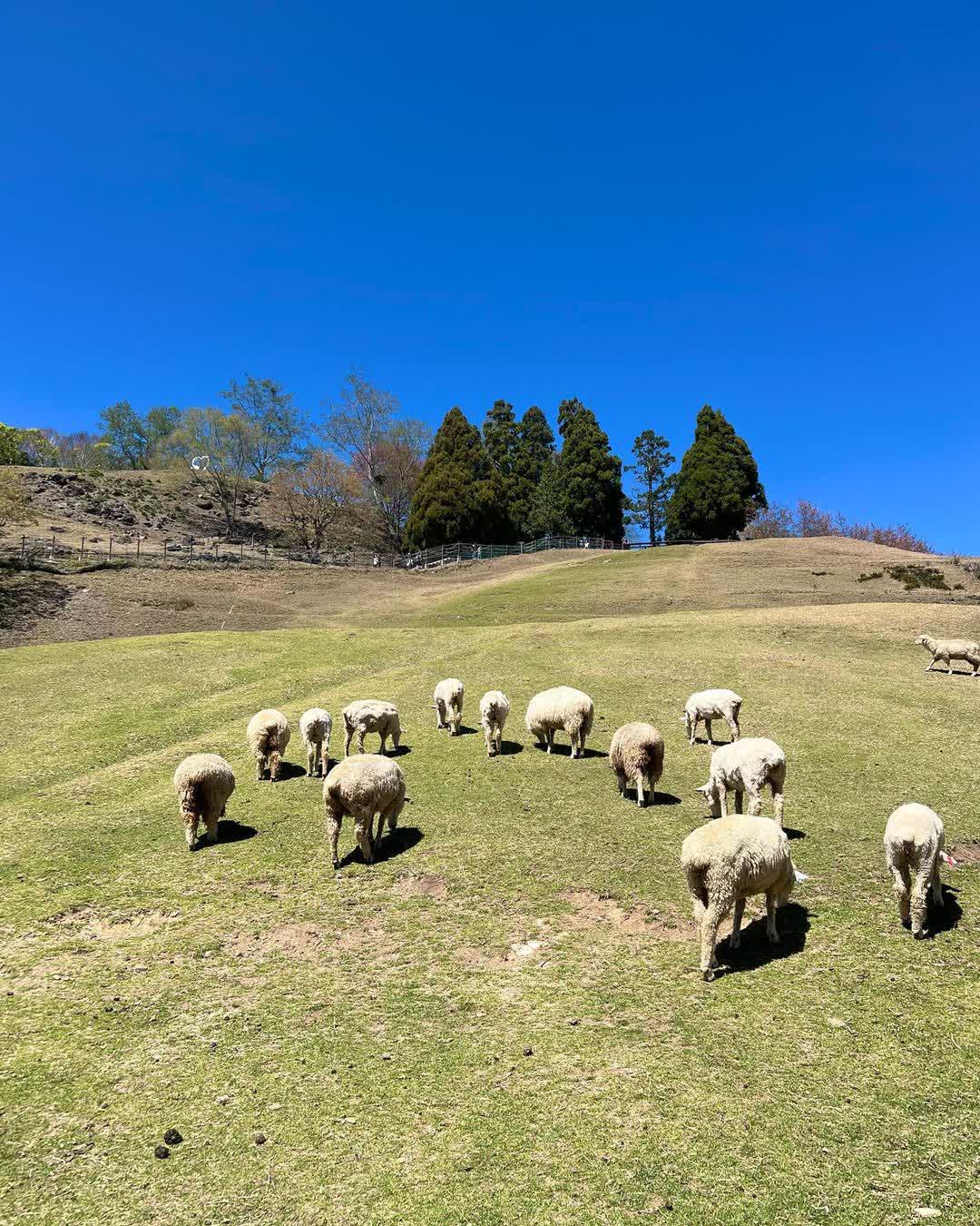 清境農場青青草原 | 去趣 chicTrip