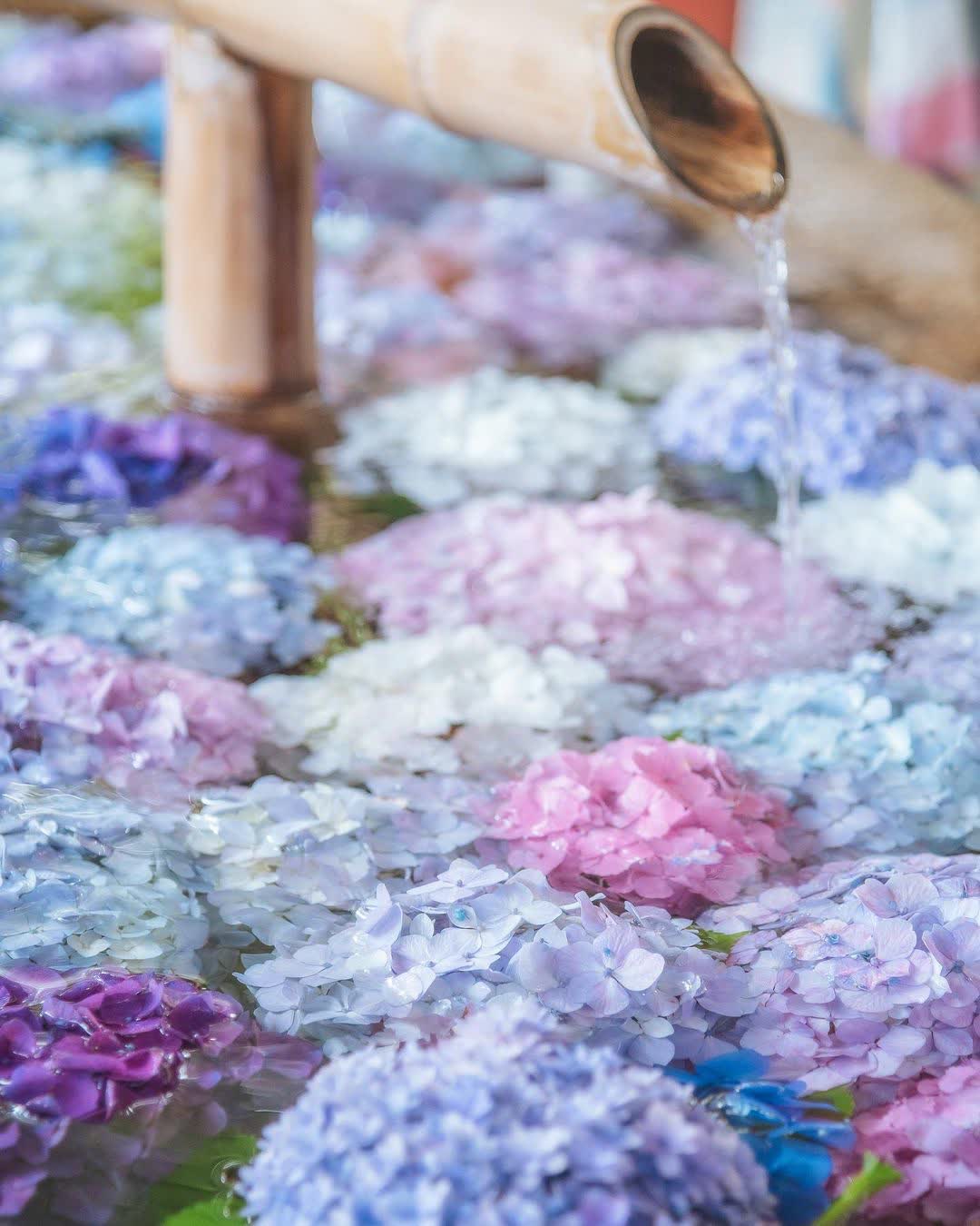 鶴岡八幡宮 | 去趣 chicTrip