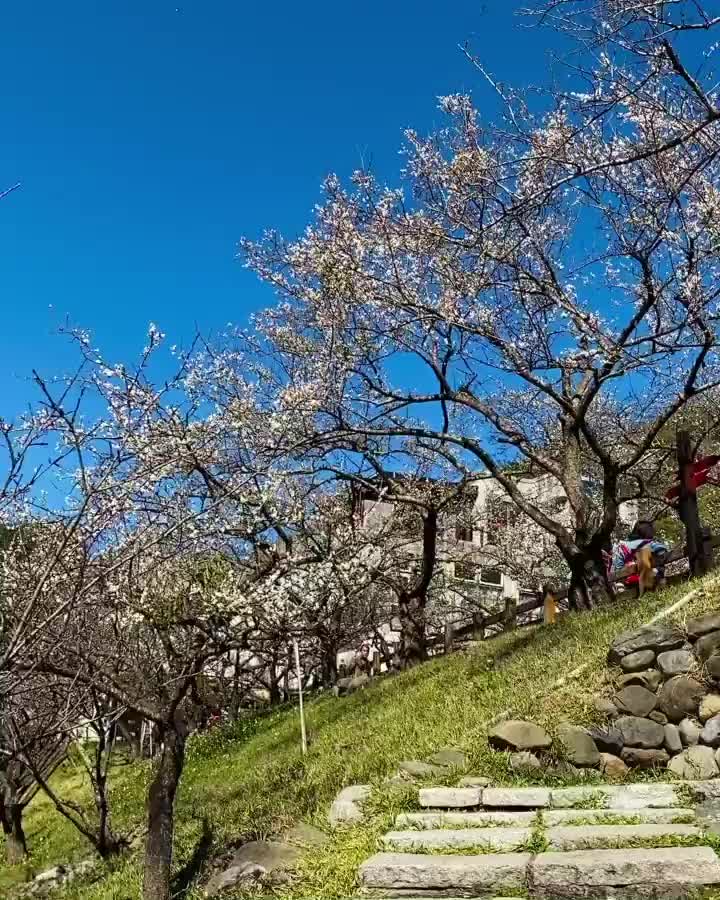 信義鄉農會梅子夢工廠(酒莊) | 去趣 chicTrip