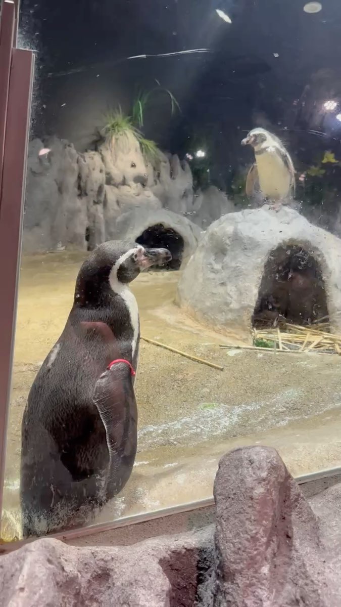 DMM Kariyushi水族館 | 去趣 chicTrip