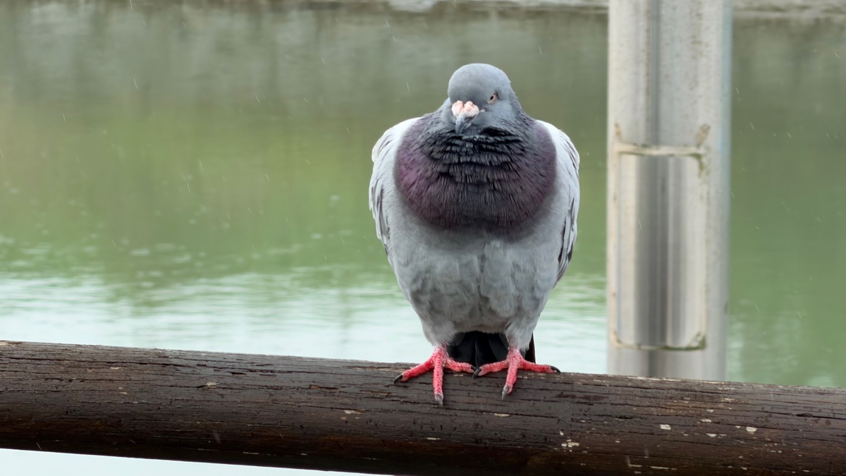 淡水老街 | 去趣 chicTrip