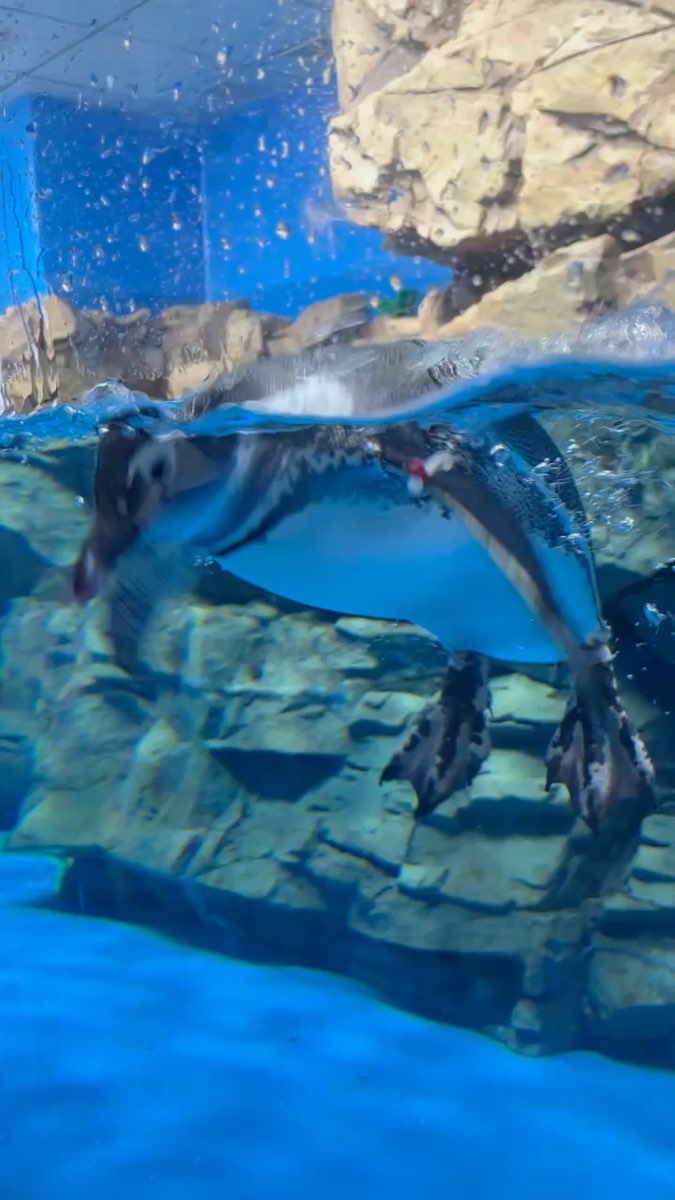 Xpark 水族館 | 去趣 chicTrip