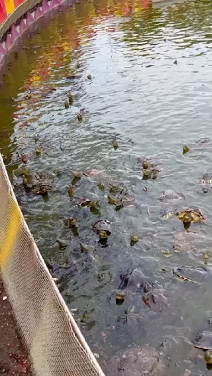 五年千歲公園 | 去趣 chicTrip