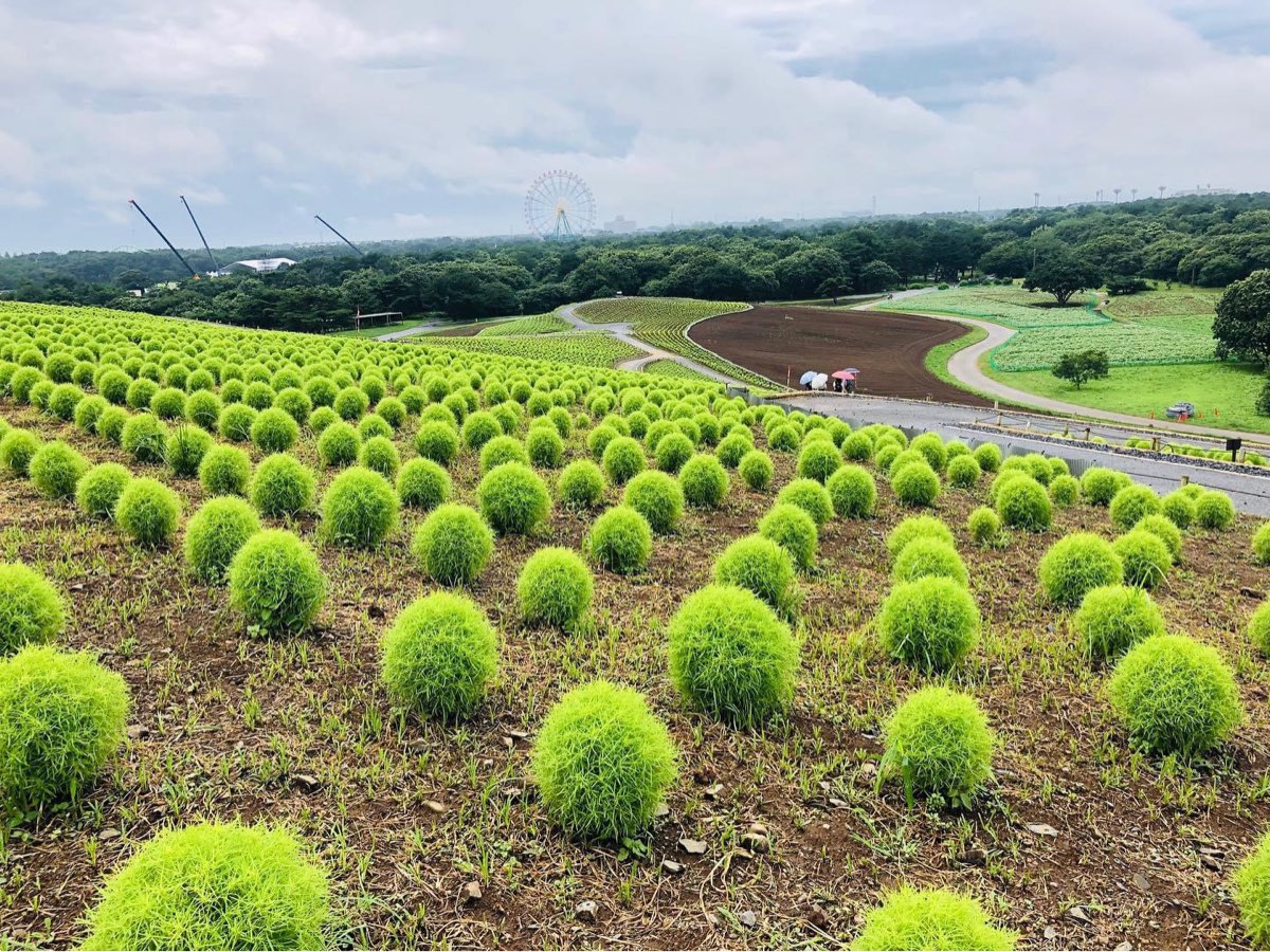 國營常陸海濱公園 | 去趣 chicTrip