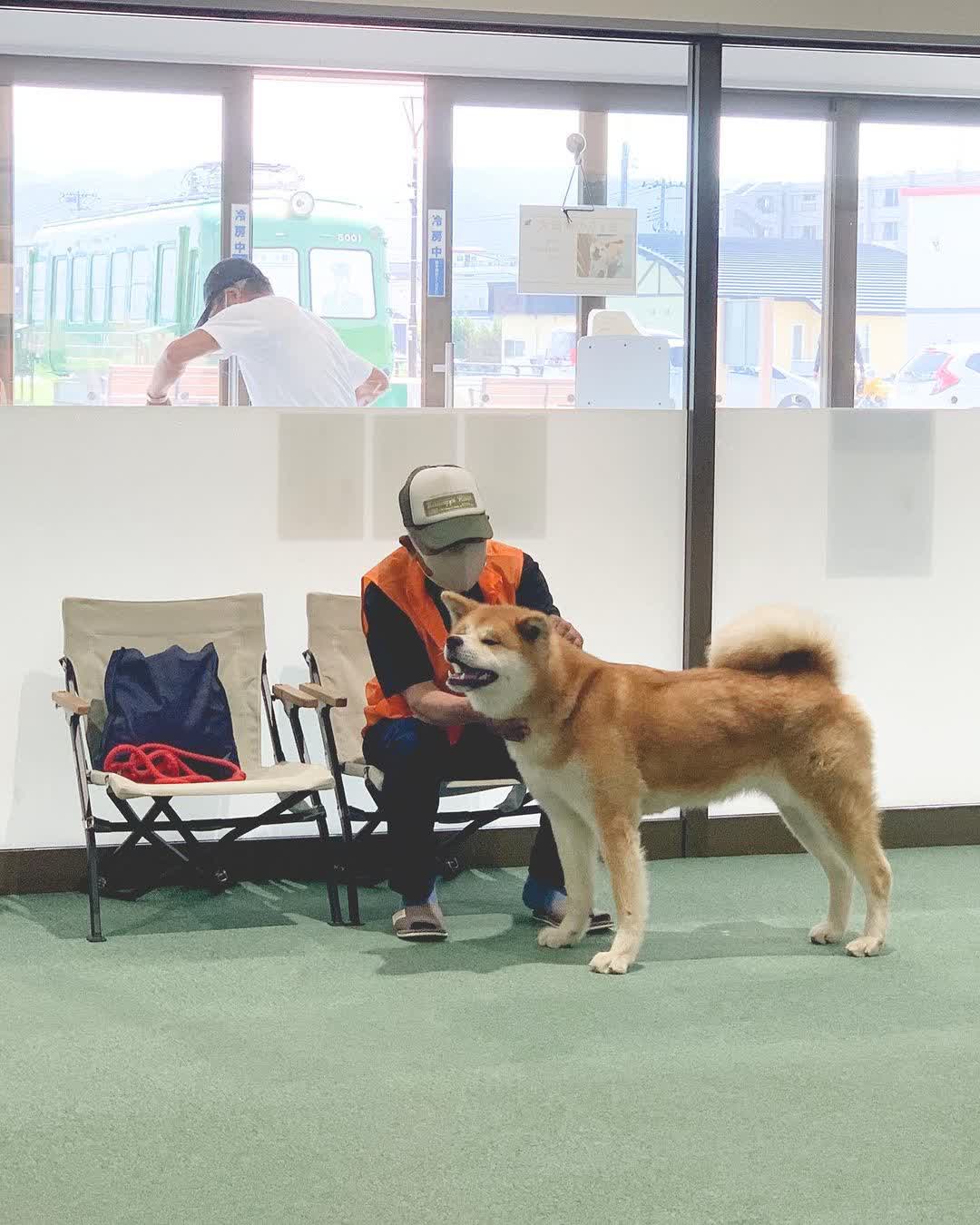 秋田犬之鄉 | 去趣 chicTrip