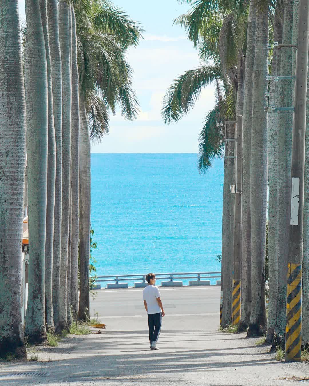 華源椰林大道 | 去趣 chicTrip