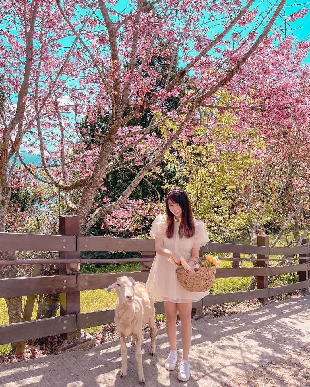 清境農場青青草原 | 去趣 chicTrip