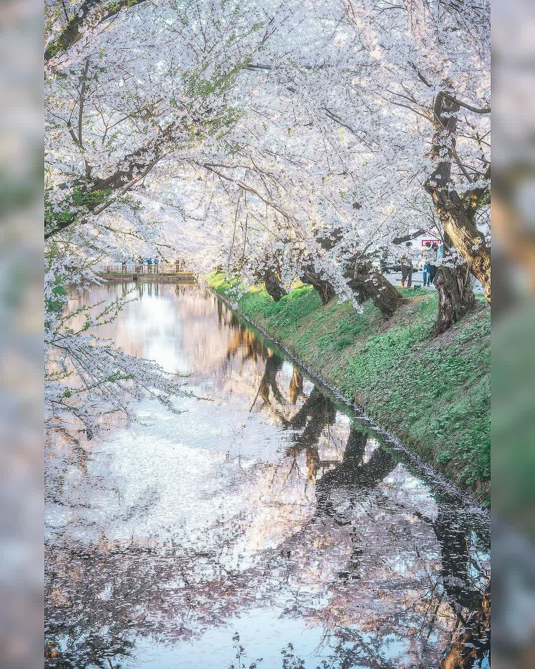 弘前城 | 去趣 chicTrip