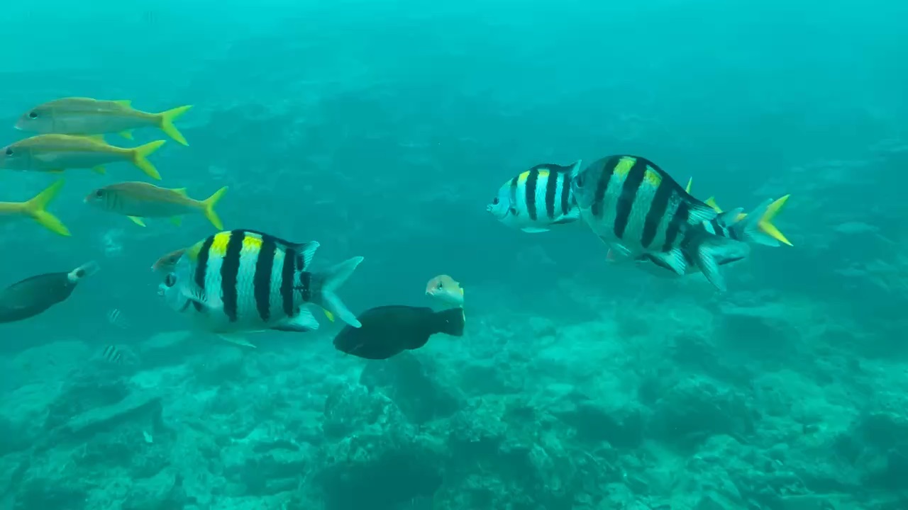 部瀨名海中公園 海中觀景塔 | 去趣 chicTrip