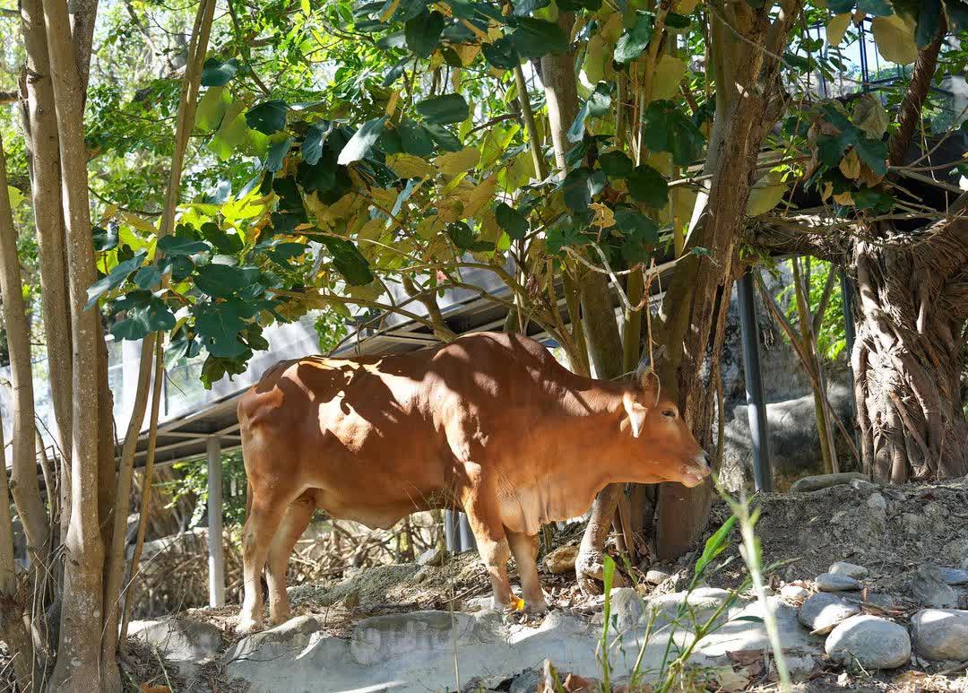 壽山動物園 | 去趣 chicTrip