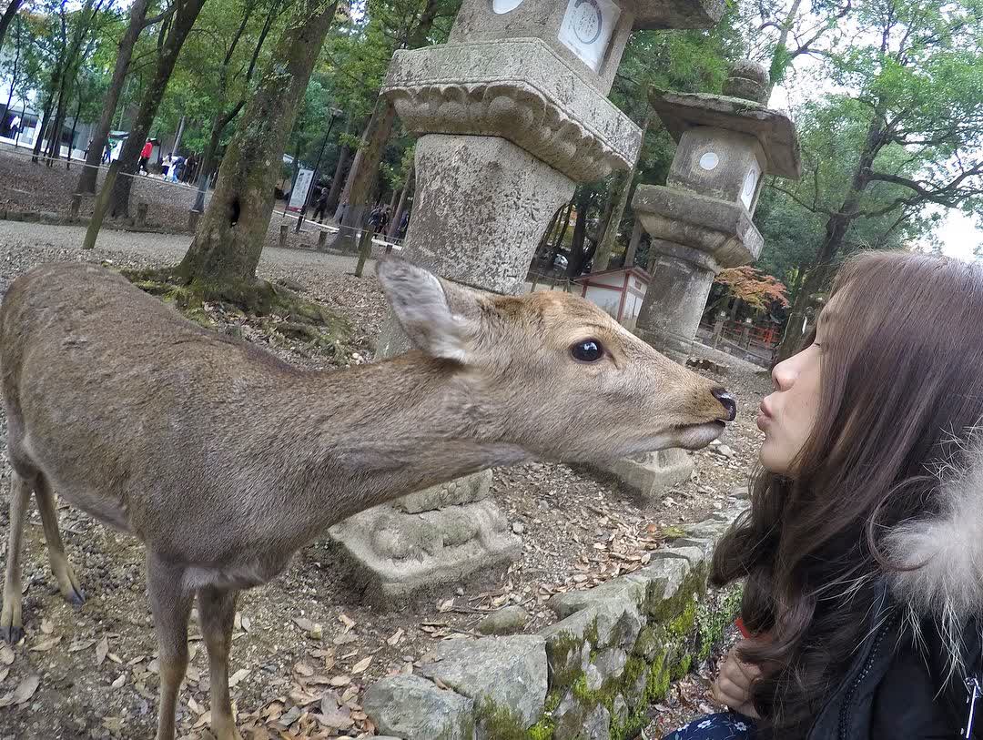 奈良公園 | 去趣 chicTrip