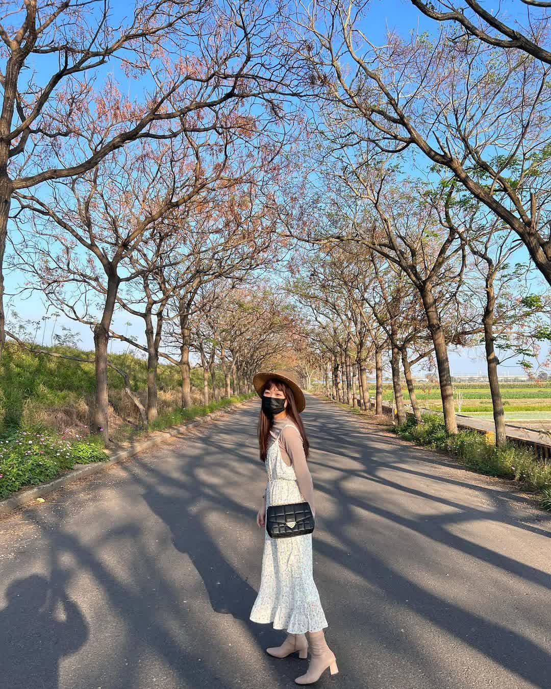 苦楝樹綠色隧道