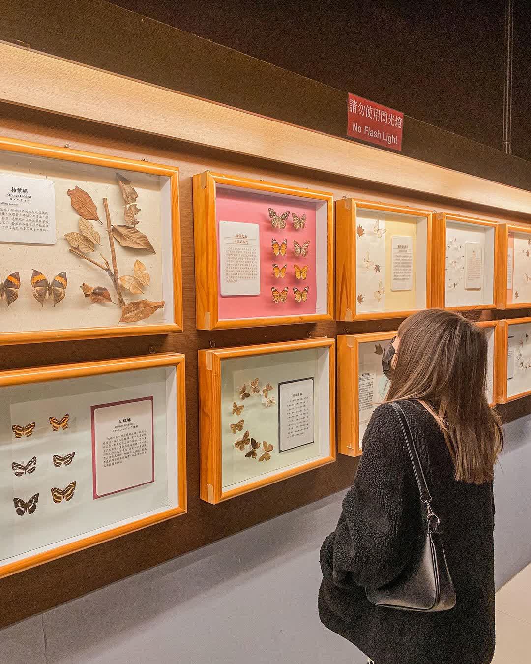 嘉大昆蟲館 | 去趣 chicTrip