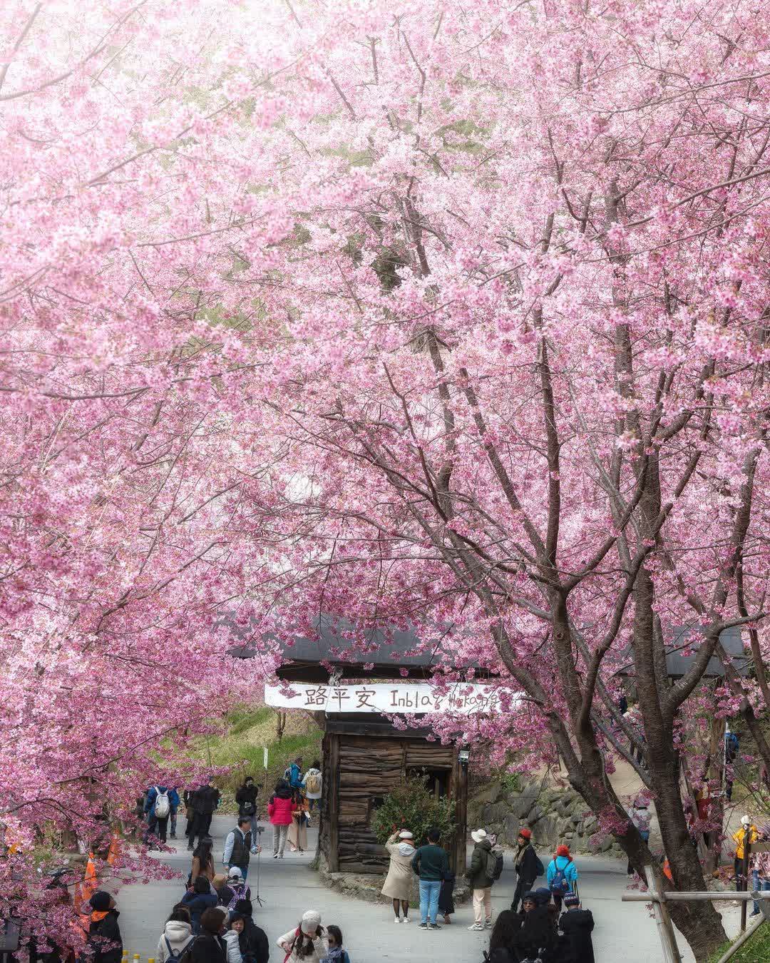 司馬庫斯 | 去趣 chicTrip