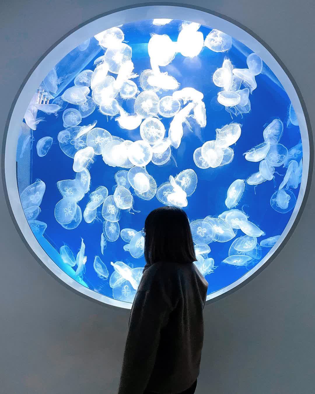 Xpark 水族館 | 去趣 chicTrip