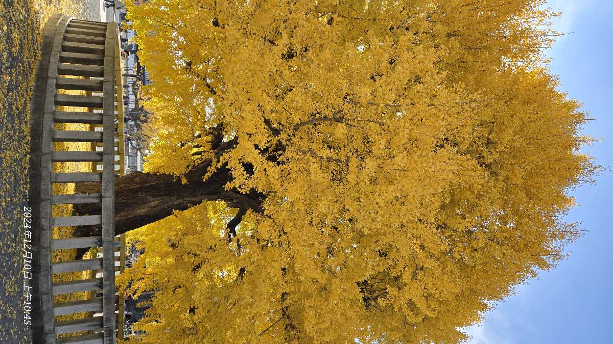 西本願寺 | 去趣 chicTrip