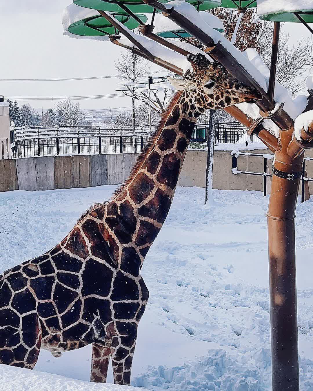 旭山動物園 | 去趣 chicTrip