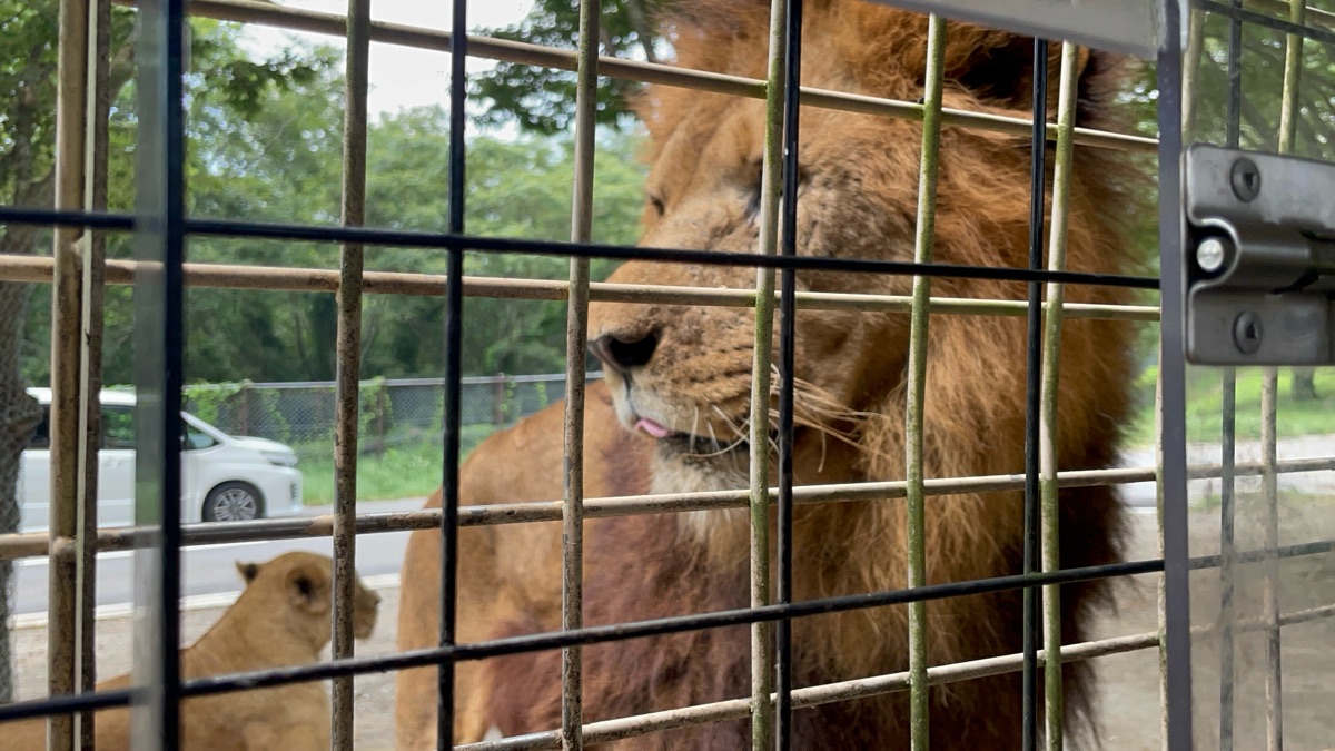 九州自然動物園 | 去趣 chicTrip