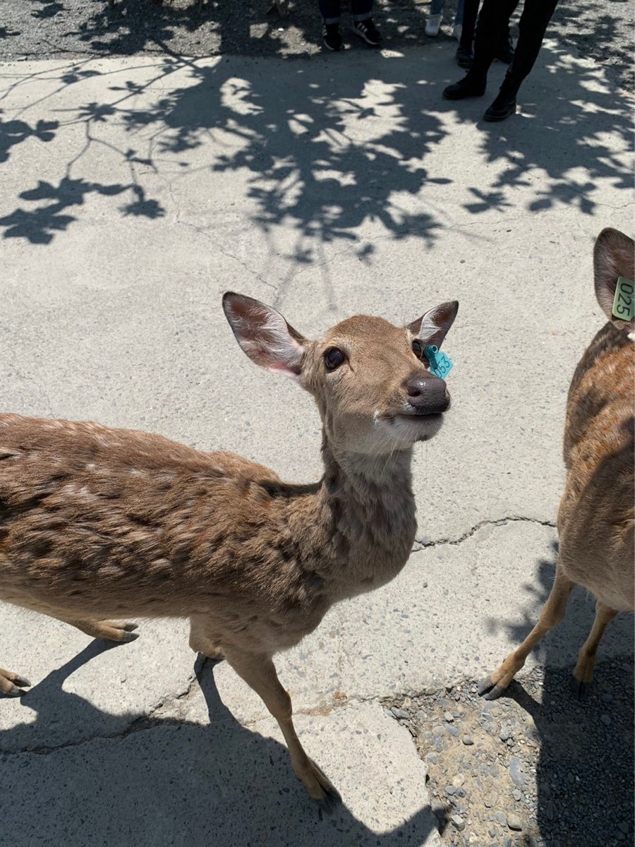 鹿境梅花鹿生態園區丨門票消費最高折抵140丨梅花鹿、水豚互動餵食丨室內親子DIY區丨親子遊戲區丨甜鹹輕食霜淇淋供應丨超可愛獨家紀念品丨奶茶、咖啡好喝 | 去趣 chicTrip