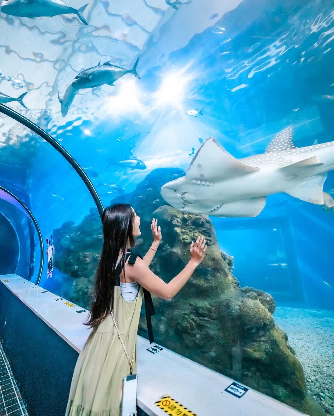 澎湖水族館 | 去趣 chicTrip