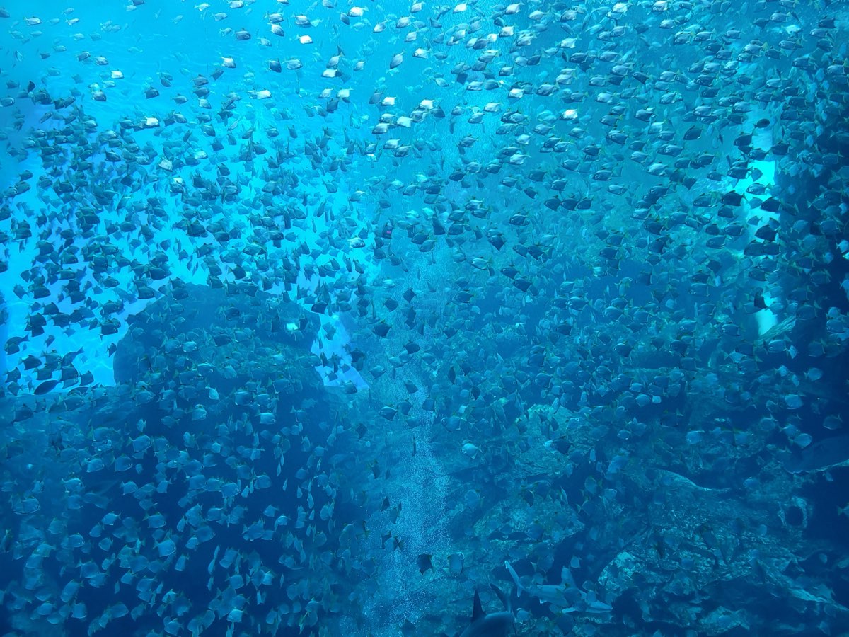 Xpark 水族館 | 去趣 chicTrip