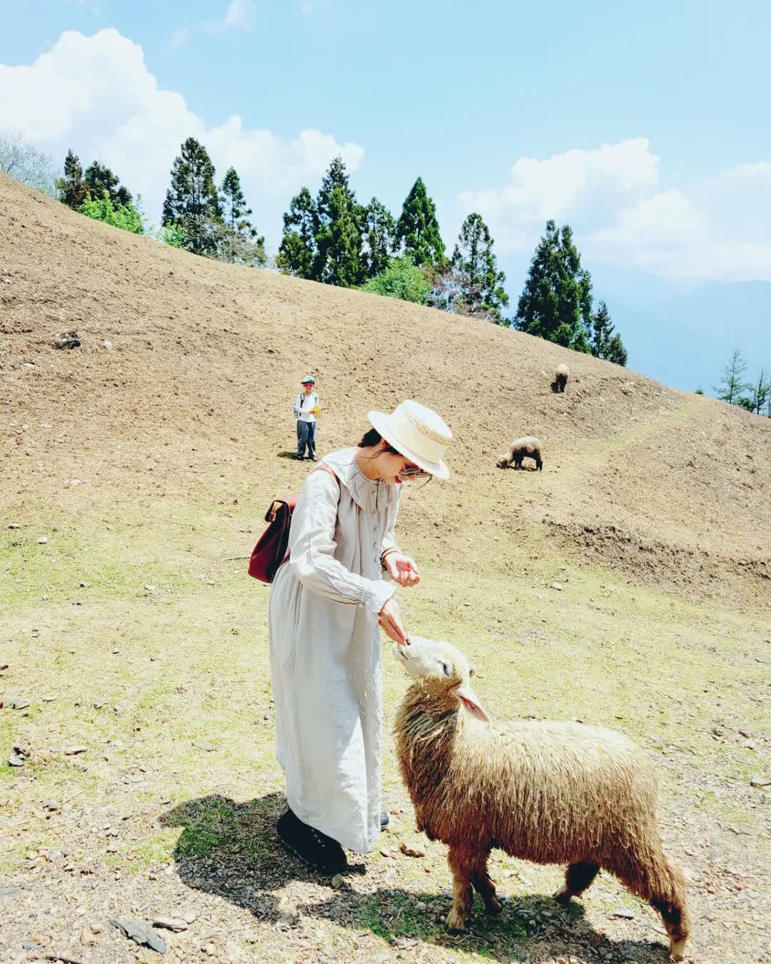 清境農場綿羊秀 | 去趣 chicTrip