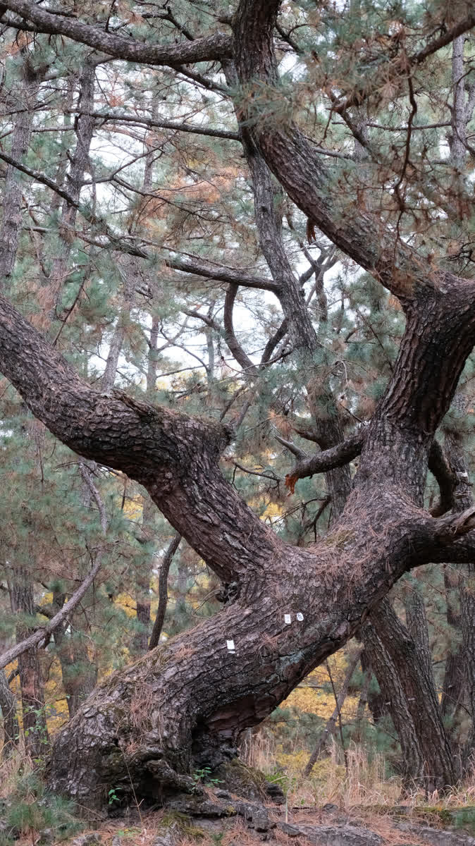 虹之松原 | 去趣 chicTrip