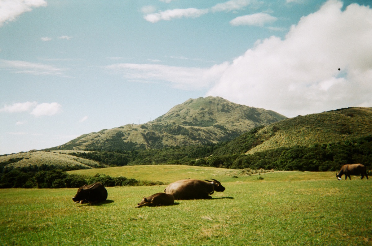 擎天崗 | 去趣 chicTrip