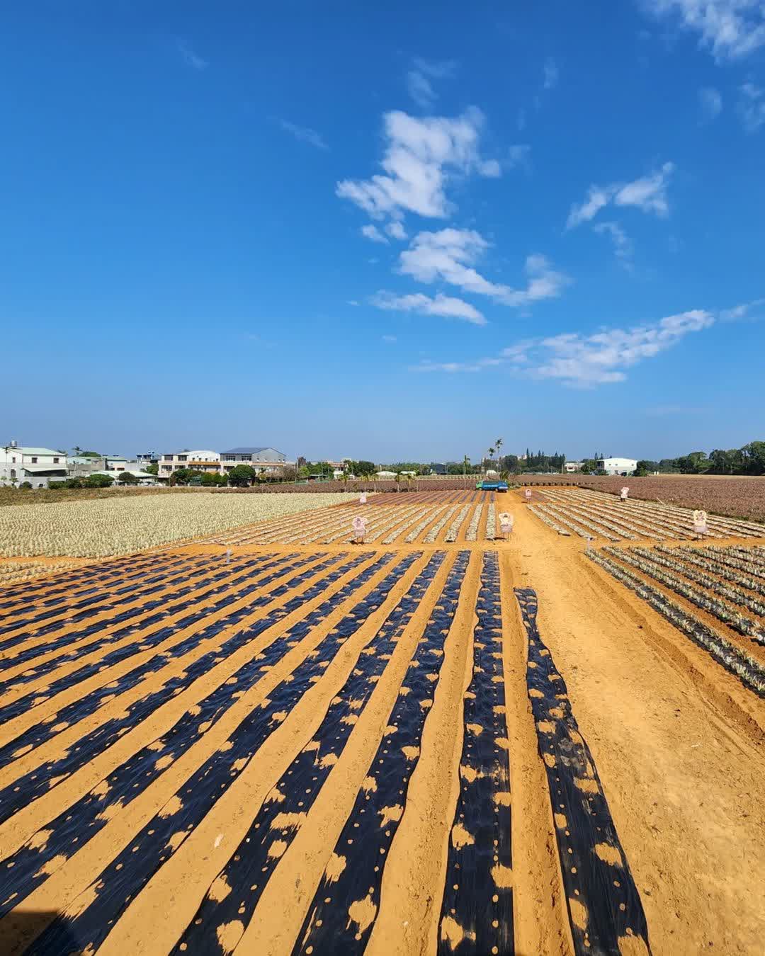 旺萊山-鳳梨文化園區 | 去趣 chicTrip