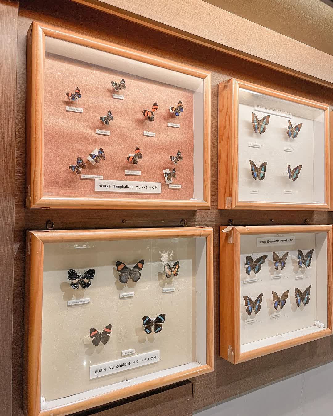 嘉大昆蟲館 | 去趣 chicTrip