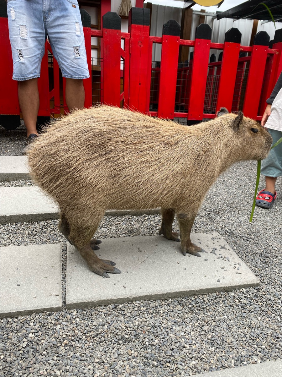 張美阿嬤農場（月森甯手作工坊） | 去趣 chicTrip