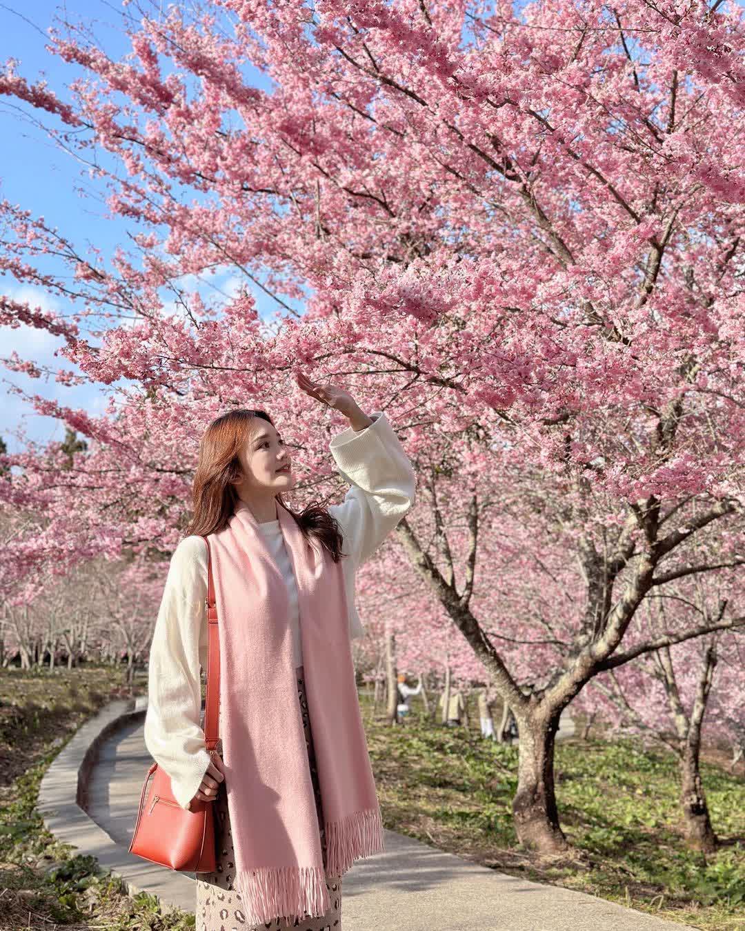 福壽山農場|千櫻園 | 去趣 chicTrip
