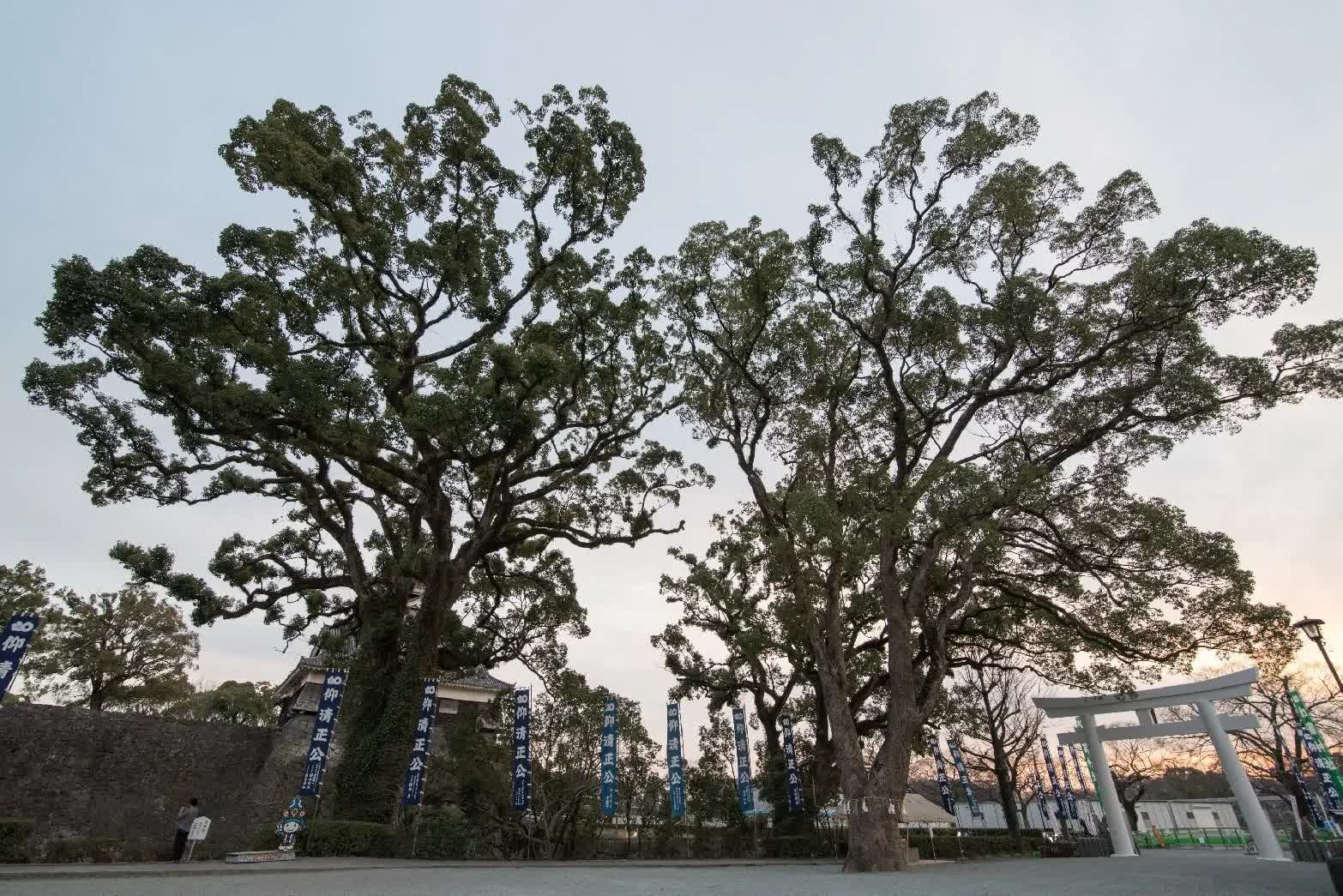 加藤神社 | 去趣 chicTrip