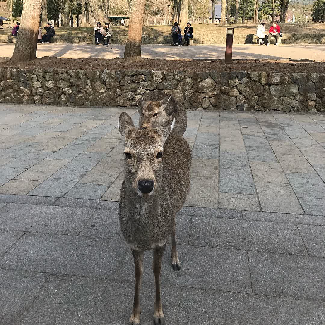 奈良公園 | 去趣 chicTrip