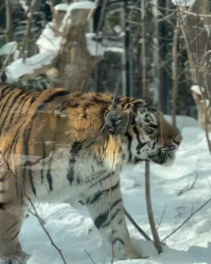 札幌市円山動物園 | 去趣 chicTrip