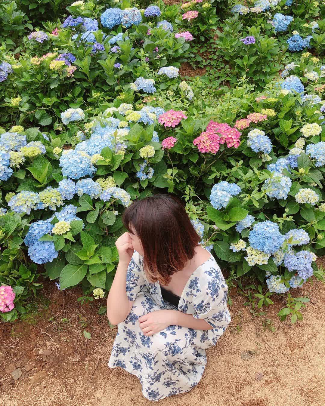 高家繡球花田-萬里第三園區2025年預計4月底開始至7月底 | 去趣 chicTrip