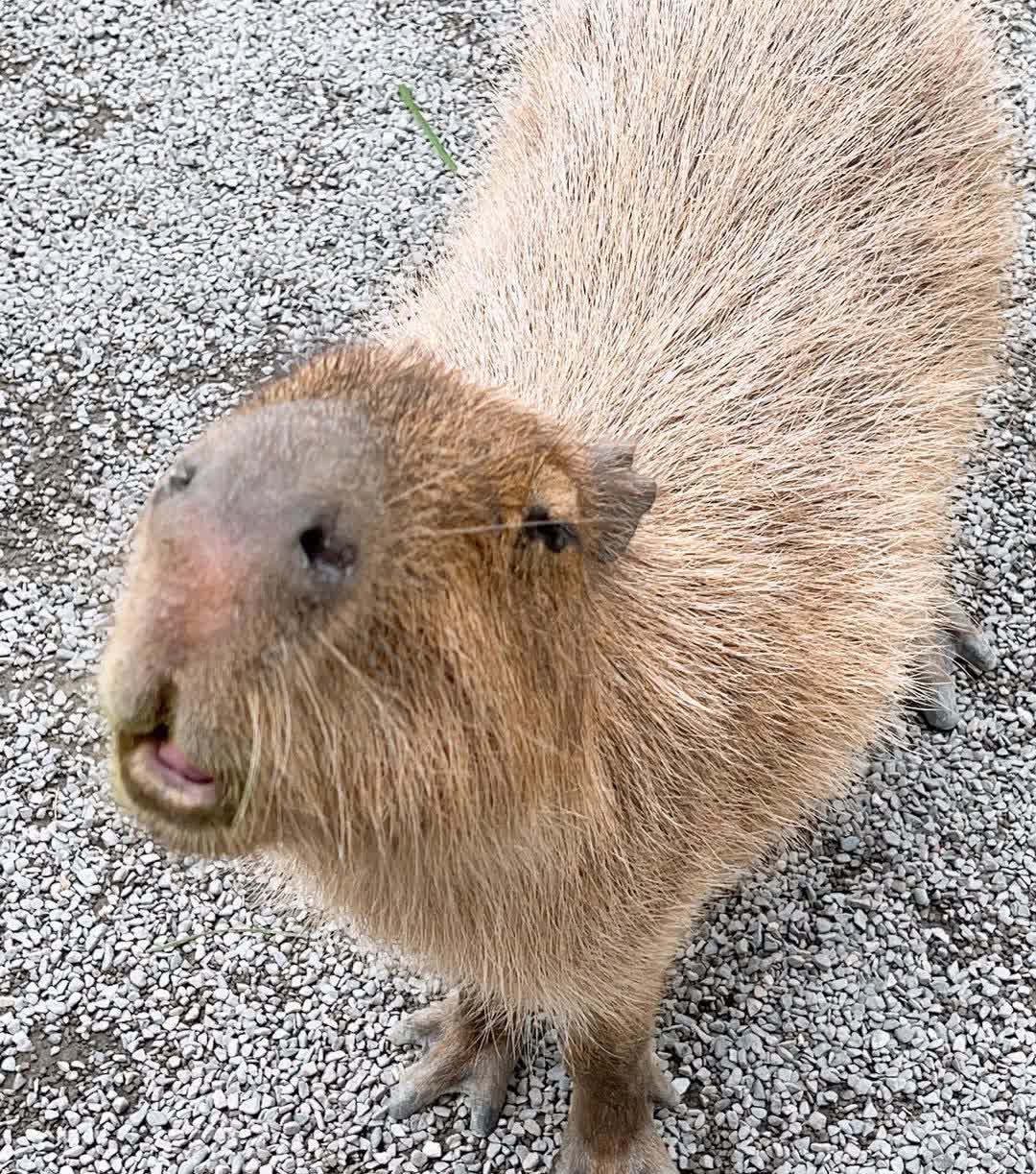 張美阿嬤農場（月森甯手作工坊） | 去趣 chicTrip