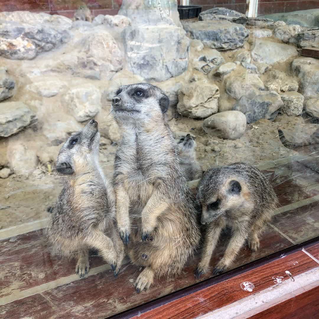 三隻小豬觀光農場 | 去趣 chicTrip