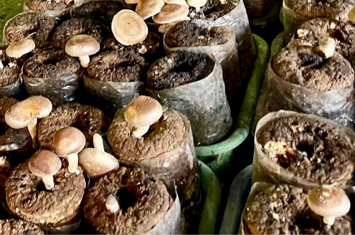 阿亮香菇園 | 去趣 chicTrip