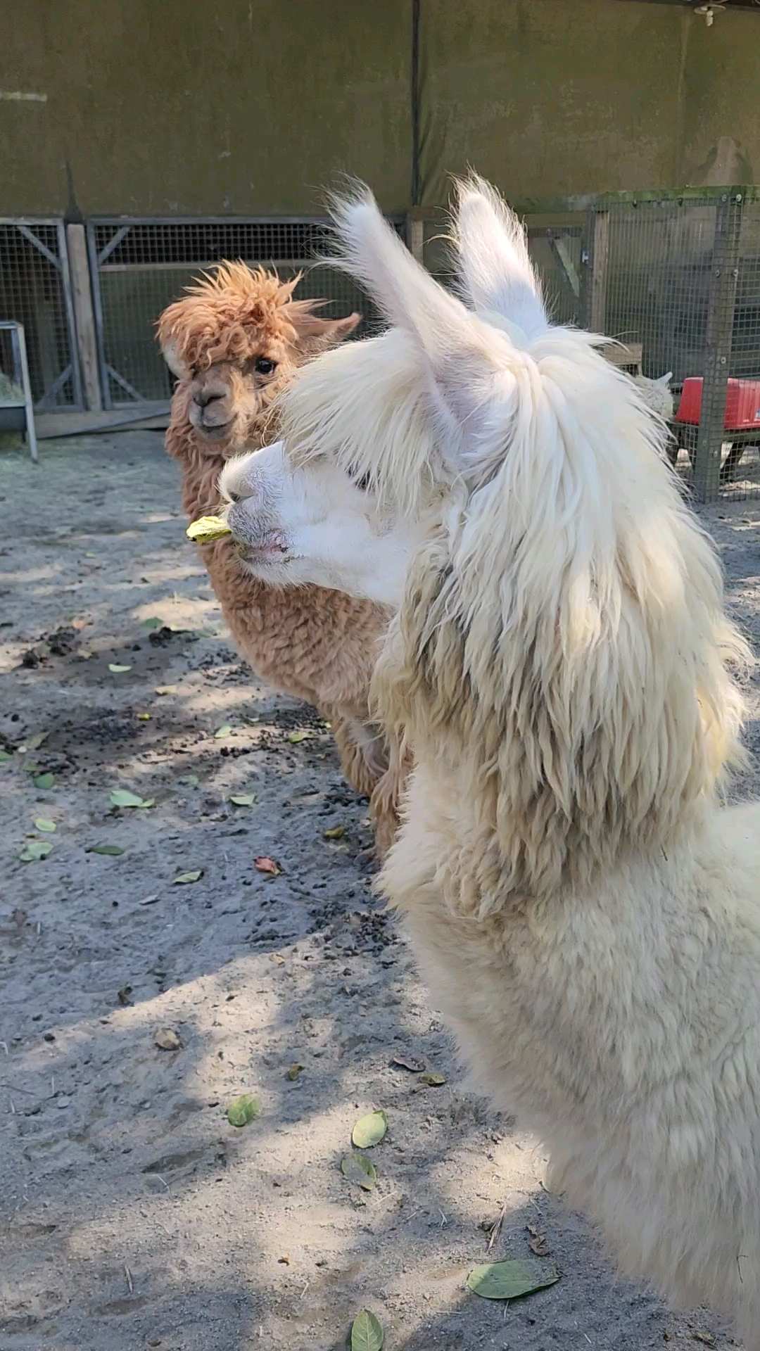 綠世界生態農場 | 去趣 chicTrip