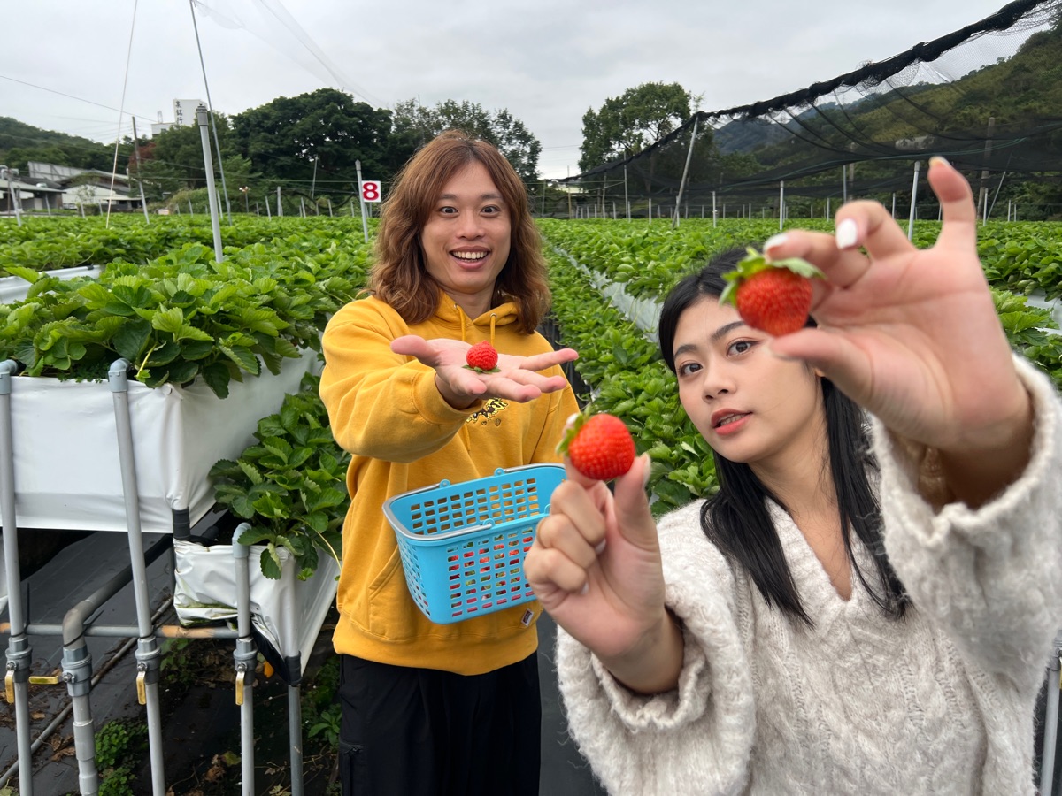 大湖草莓：六合高架牛奶草莓農場（歡迎使用LinePay支付） | 去趣 chicTrip