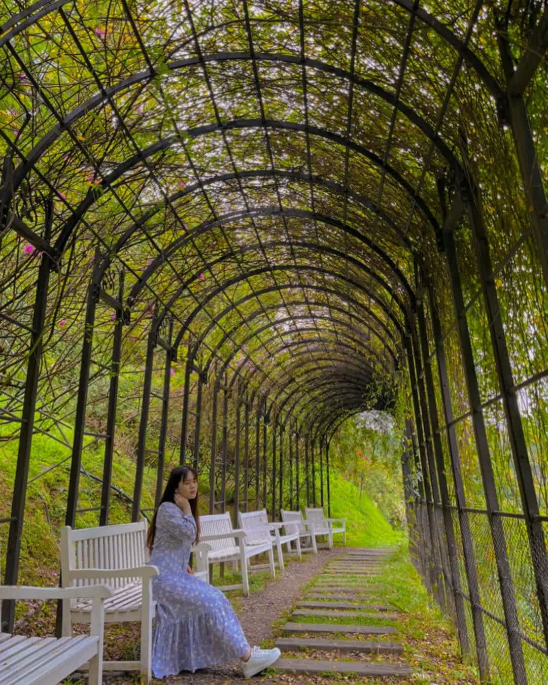 雅聞七里香玫瑰森林 | 去趣 chicTrip